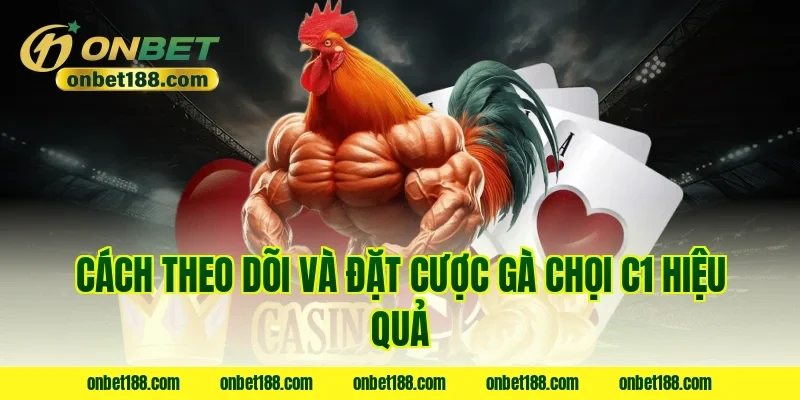Cách theo dõi và đặt cược gà chọi C1 hiệu quả